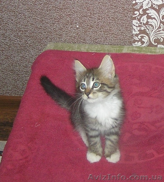 Шерлок и Ватсон - расцветка вискас, метисы (2 мес., мальч.) - <ro>Изображение</ro><ru>Изображение</ru> #4, <ru>Объявление</ru> #1484720