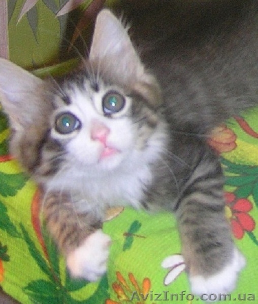 Ватсон и Пэппи - домашние котята (мальч.и дев., 2 мес)  - <ro>Изображение</ro><ru>Изображение</ru> #5, <ru>Объявление</ru> #1487207