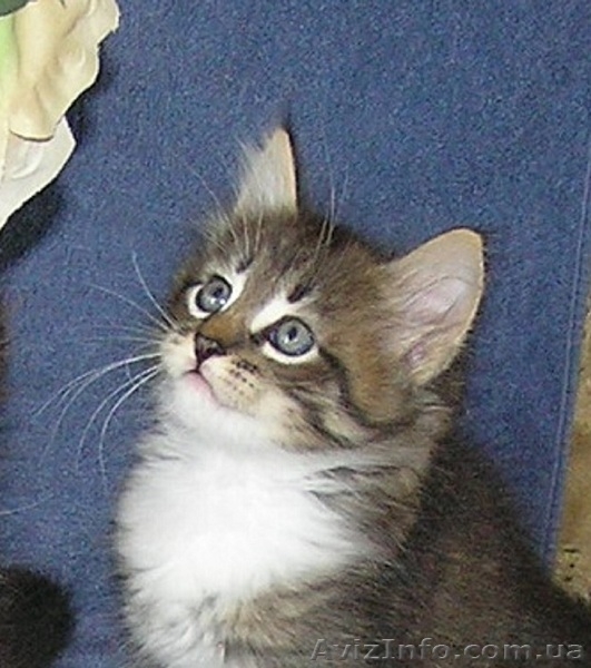 Шерлок и Ватсон - расцветка вискас, метисы (2 мес., мальч.) - <ro>Изображение</ro><ru>Изображение</ru> #2, <ru>Объявление</ru> #1484720