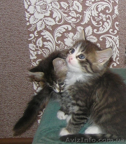 Шерлок и Ватсон - расцветка вискас, метисы (2 мес., мальч.) - <ro>Изображение</ro><ru>Изображение</ru> #6, <ru>Объявление</ru> #1484720