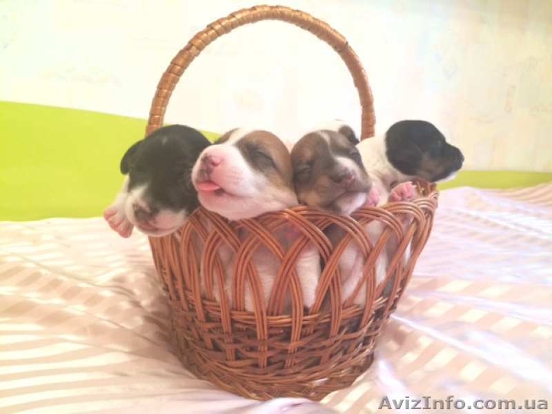 Вашему вниманию предлагаются перспективные щенки Джек Рассел от титулованных родителей - <ro>Изображение</ro><ru>Изображение</ru> #1, <ru>Объявление</ru> #1486547