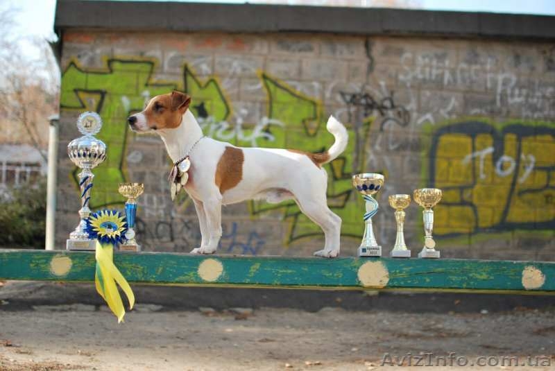Вашему вниманию предлагаются перспективные щенки Джек Рассел от титулованных родителей - <ro>Изображение</ro><ru>Изображение</ru> #2, <ru>Объявление</ru> #1486547