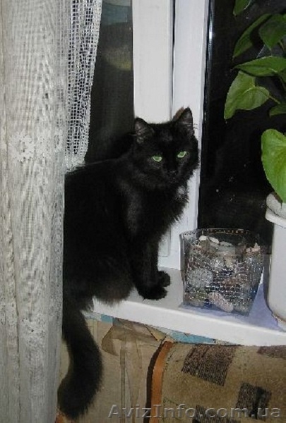 Шерлок и Ватсон - расцветка вискас, метисы (2 мес., мальч.) - <ro>Изображение</ro><ru>Изображение</ru> #8, <ru>Объявление</ru> #1484720