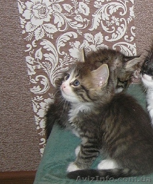 Шерлок и Ватсон - расцветка вискас, метисы (2 мес., мальч.) - <ro>Изображение</ro><ru>Изображение</ru> #7, <ru>Объявление</ru> #1484720