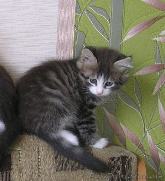 Шерлок и Ватсон - расцветка вискас, метисы (2 мес., мальч.) - <ro>Изображение</ro><ru>Изображение</ru> #5, <ru>Объявление</ru> #1484720