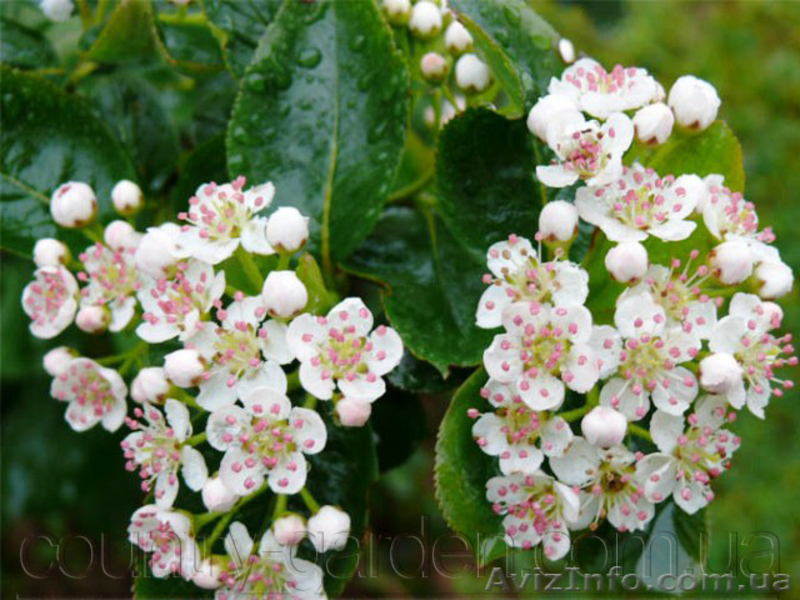 саженцы, растения - <ro>Изображение</ro><ru>Изображение</ru> #4, <ru>Объявление</ru> #1485420