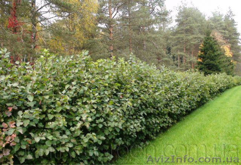 саженцы, растения - <ro>Изображение</ro><ru>Изображение</ru> #8, <ru>Объявление</ru> #1485420