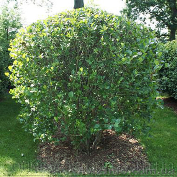 саженцы, растения - <ro>Изображение</ro><ru>Изображение</ru> #9, <ru>Объявление</ru> #1485420