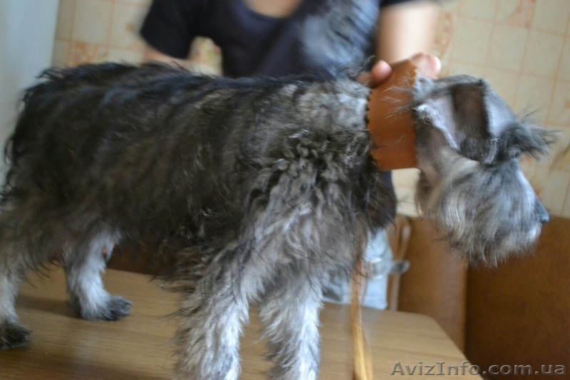 Алиментный щенок миттельшнауцера - <ro>Изображение</ro><ru>Изображение</ru> #2, <ru>Объявление</ru> #1488795