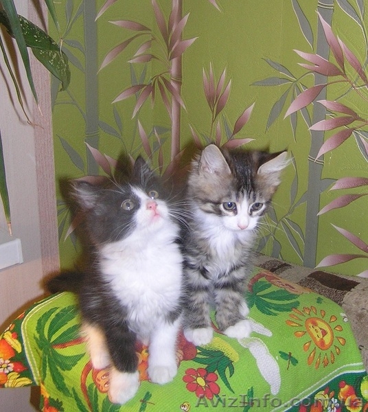 Ватсон и Пэппи - домашние котята (мальч.и дев., 2 мес)  - <ro>Изображение</ro><ru>Изображение</ru> #1, <ru>Объявление</ru> #1487207