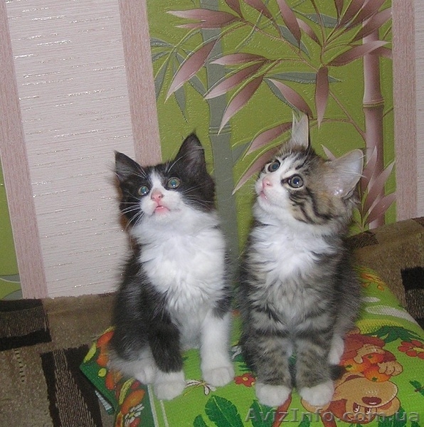 Ватсон и Пэппи - домашние котята (мальч.и дев., 2 мес)  - <ro>Изображение</ro><ru>Изображение</ru> #3, <ru>Объявление</ru> #1487207
