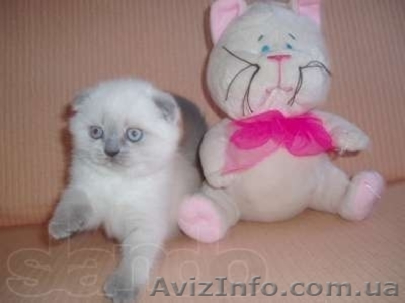 Шотландские плюшевые вислоухие котята. - <ro>Изображение</ro><ru>Изображение</ru> #1, <ru>Объявление</ru> #32716