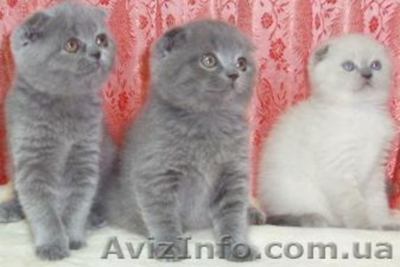 Шотландские плюшевые вислоухие котята. - <ro>Изображение</ro><ru>Изображение</ru> #3, <ru>Объявление</ru> #32716