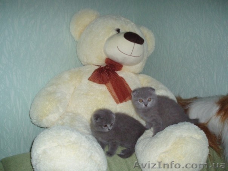 Шотландские плюшевые вислоухие котята. - <ro>Изображение</ro><ru>Изображение</ru> #2, <ru>Объявление</ru> #32716