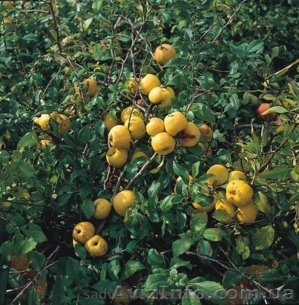 Продам саженцы айвы японской (хеномелеса). - <ro>Изображение</ro><ru>Изображение</ru> #5, <ru>Объявление</ru> #1512092