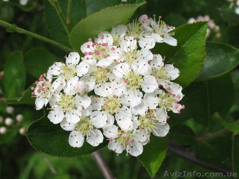 Продам годичные саженцы Аронии (черноплодной рябины). - <ro>Изображение</ro><ru>Изображение</ru> #4, <ru>Объявление</ru> #1512093