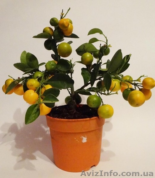 Апельсин  комнатный и др. саженцы цитрусовых Георгий Кировоград. - <ro>Изображение</ro><ru>Изображение</ru> #4, <ru>Объявление</ru> #983090