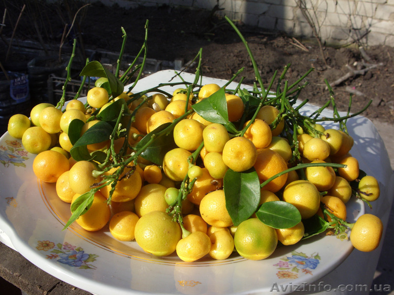 Апельсин  комнатный и др. саженцы цитрусовых Георгий Кировоград. - <ro>Изображение</ro><ru>Изображение</ru> #3, <ru>Объявление</ru> #983090
