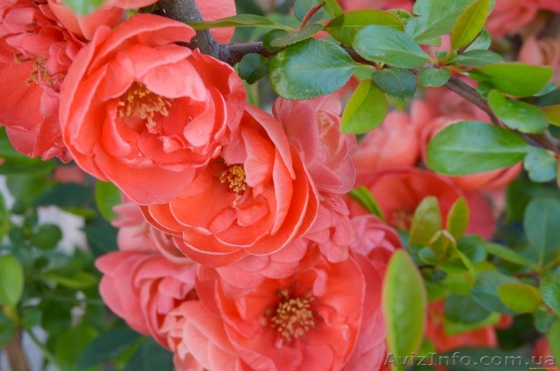 Продам саженцы айвы японской (хеномелеса). - <ro>Изображение</ro><ru>Изображение</ru> #3, <ru>Объявление</ru> #1512092