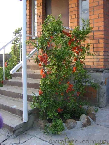 Продам саженцы айвы японской (хеномелеса). - <ro>Изображение</ro><ru>Изображение</ru> #4, <ru>Объявление</ru> #1512092