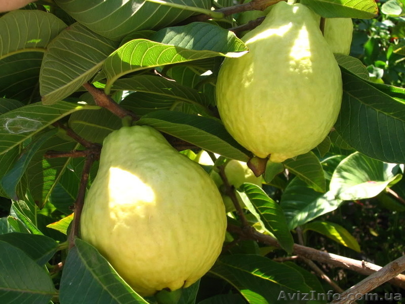 Саженцы гуавы земляничной и гуавы яблочной - <ro>Изображение</ro><ru>Изображение</ru> #4, <ru>Объявление</ru> #1508929