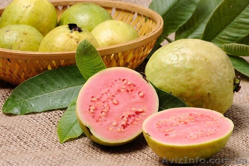 Саженцы гуавы земляничной и гуавы яблочной - <ro>Изображение</ro><ru>Изображение</ru> #6, <ru>Объявление</ru> #1508929