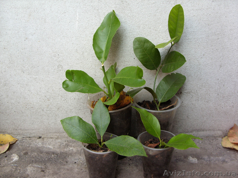 Апельсин  комнатный и др. саженцы цитрусовых Георгий Кировоград. - <ro>Изображение</ro><ru>Изображение</ru> #5, <ru>Объявление</ru> #983090