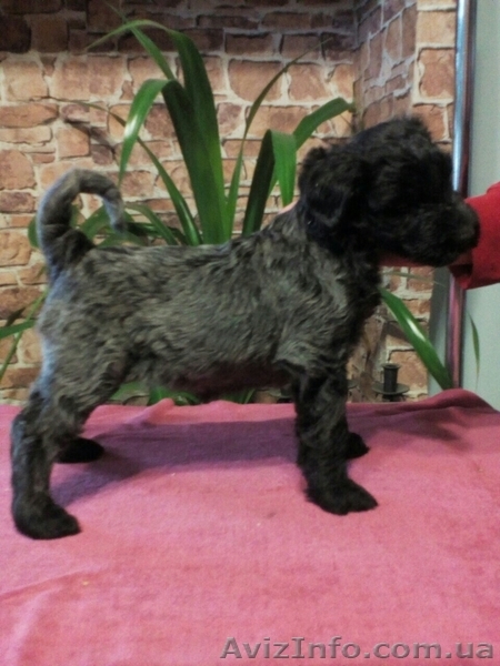 Питомник предлагает высокопородных щенков  - <ro>Изображение</ro><ru>Изображение</ru> #2, <ru>Объявление</ru> #1519131