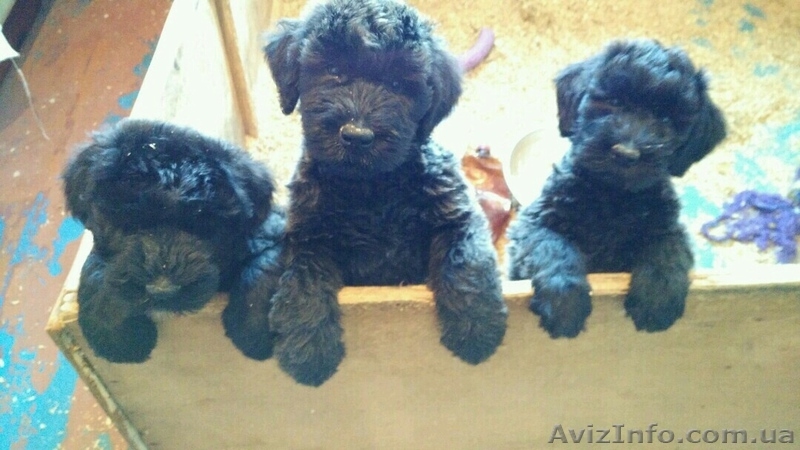 Щенки ризеншнауцера из питомника - <ro>Изображение</ro><ru>Изображение</ru> #3, <ru>Объявление</ru> #1519130