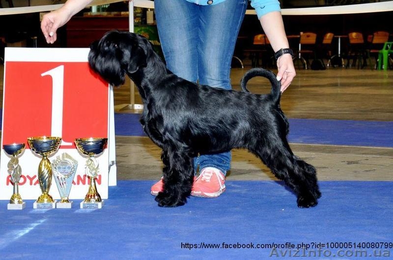 Продаются щенки миттельшнауцера черного окраса - <ro>Изображение</ro><ru>Изображение</ru> #1, <ru>Объявление</ru> #1520895