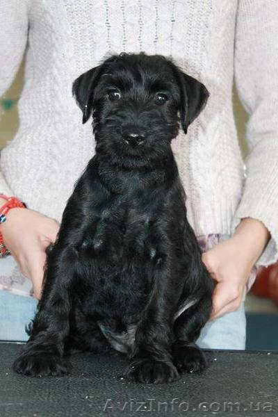 Продаются щенки миттельшнауцера черного окраса - <ro>Изображение</ro><ru>Изображение</ru> #3, <ru>Объявление</ru> #1520895