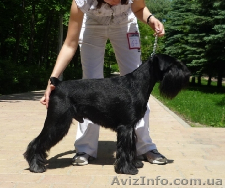 Продаются щенки миттельшнауцера черного окраса - <ro>Изображение</ro><ru>Изображение</ru> #4, <ru>Объявление</ru> #1520895