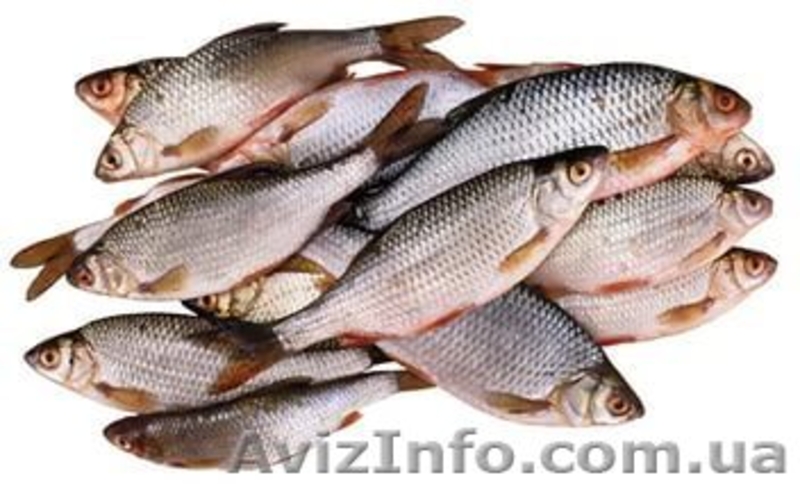 Оптовый интернет -магазин рыбной продукции - <ro>Изображение</ro><ru>Изображение</ru> #3, <ru>Объявление</ru> #1528412