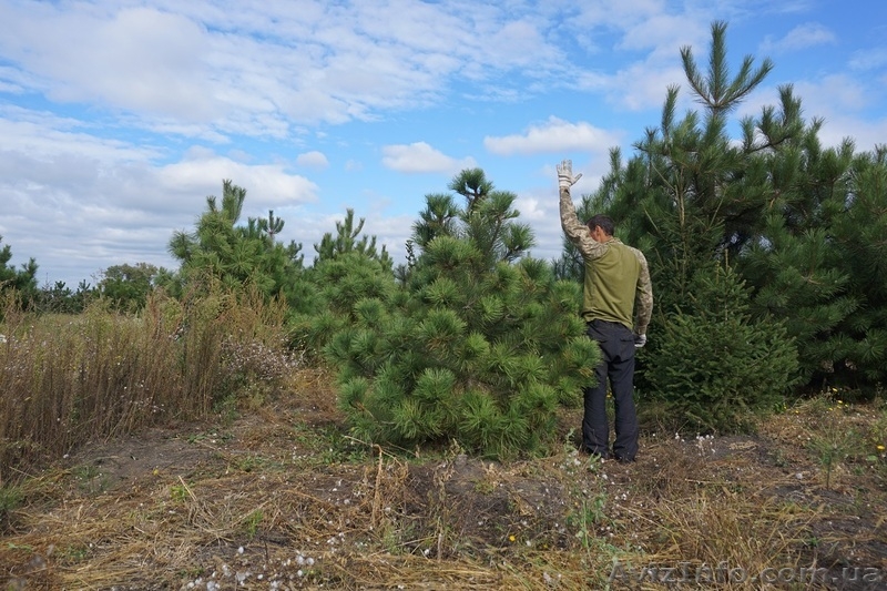  Продам сосну Джеффри - <ro>Изображение</ro><ru>Изображение</ru> #3, <ru>Объявление</ru> #1523671