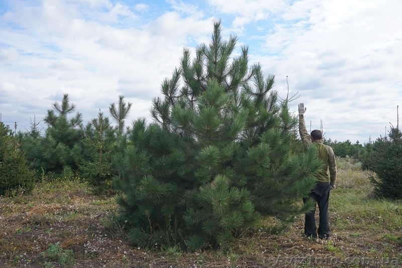 Продам сосну крымскую крупномер - <ro>Изображение</ro><ru>Изображение</ru> #3, <ru>Объявление</ru> #1523666
