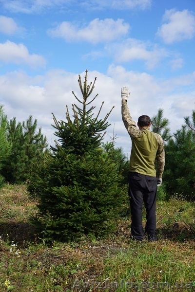  Продам ель обыкновенную Крупномер - <ro>Изображение</ro><ru>Изображение</ru> #5, <ru>Объявление</ru> #1523661