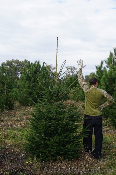  Продам ель обыкновенную Крупномер - <ro>Изображение</ro><ru>Изображение</ru> #4, <ru>Объявление</ru> #1523661
