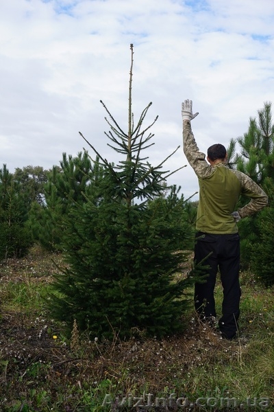  Продам ель обыкновенную Крупномер - <ro>Изображение</ro><ru>Изображение</ru> #3, <ru>Объявление</ru> #1523661