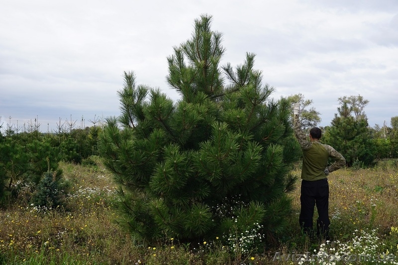 Продам сосну крымскую крупномер - <ro>Изображение</ro><ru>Изображение</ru> #4, <ru>Объявление</ru> #1523666