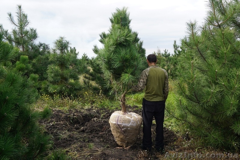  Продам сосну Джеффри - <ro>Изображение</ro><ru>Изображение</ru> #6, <ru>Объявление</ru> #1523671