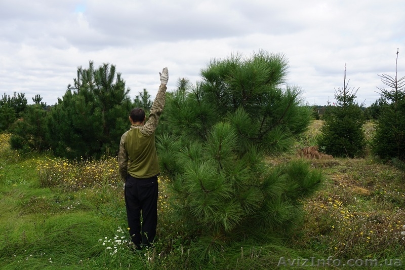  Продам сосну Джеффри - <ro>Изображение</ro><ru>Изображение</ru> #4, <ru>Объявление</ru> #1523671