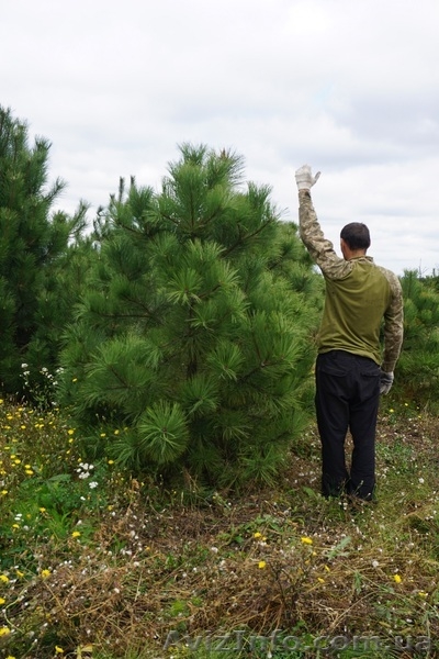  Продам сосну Джеффри - <ro>Изображение</ro><ru>Изображение</ru> #5, <ru>Объявление</ru> #1523671