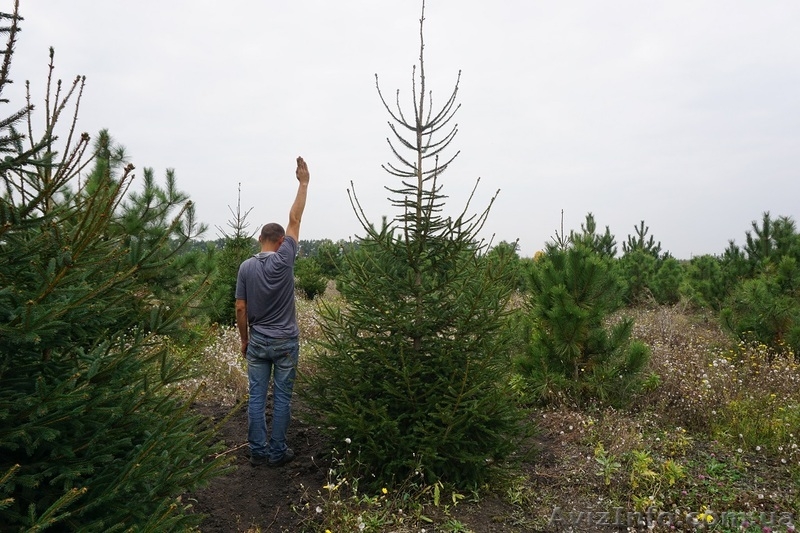  Продам ель обыкновенную Крупномер - <ro>Изображение</ro><ru>Изображение</ru> #7, <ru>Объявление</ru> #1523661