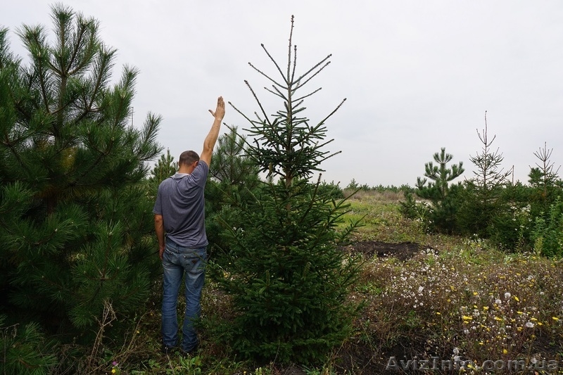  Продам ель обыкновенную Крупномер - <ro>Изображение</ro><ru>Изображение</ru> #8, <ru>Объявление</ru> #1523661