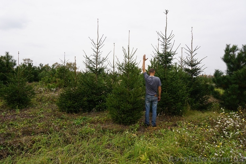  Продам ель обыкновенную Крупномер - <ro>Изображение</ro><ru>Изображение</ru> #6, <ru>Объявление</ru> #1523661