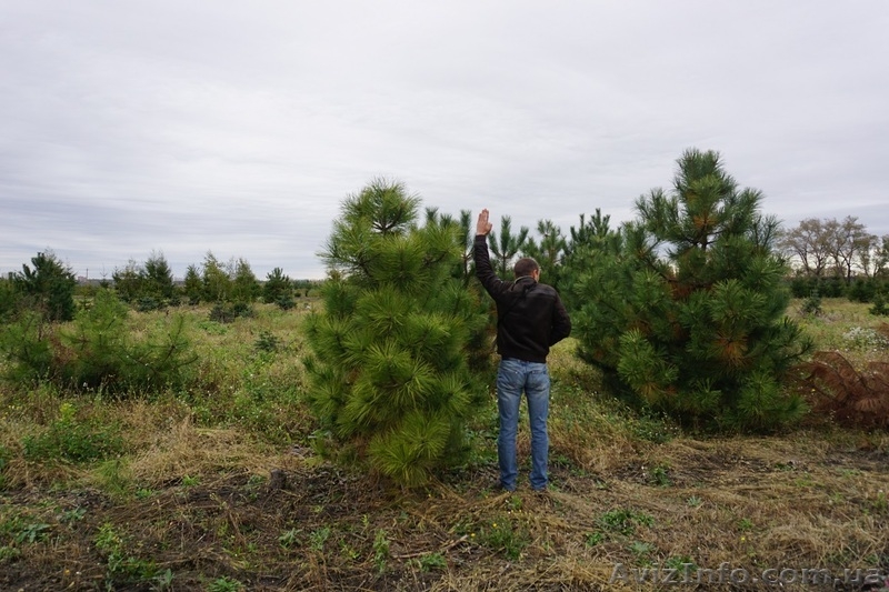  Продам сосну Джеффри - <ro>Изображение</ro><ru>Изображение</ru> #7, <ru>Объявление</ru> #1523671