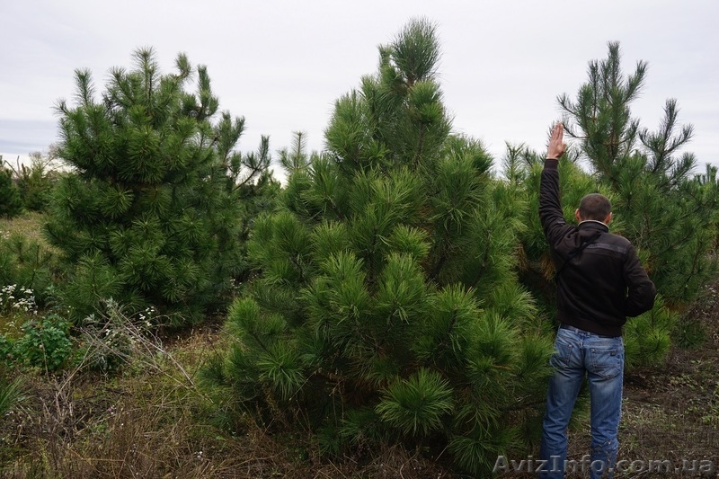  Продам сосну Джеффри - <ro>Изображение</ro><ru>Изображение</ru> #8, <ru>Объявление</ru> #1523671