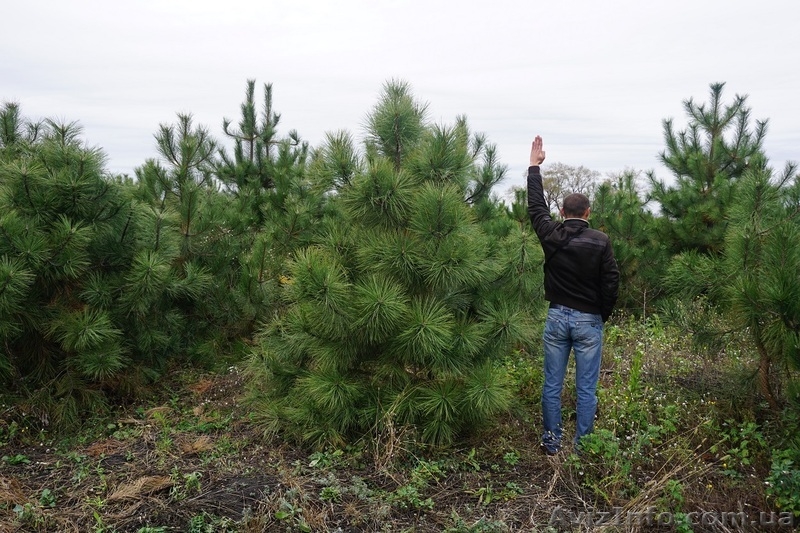  Продам сосну Джеффри - <ro>Изображение</ro><ru>Изображение</ru> #9, <ru>Объявление</ru> #1523671