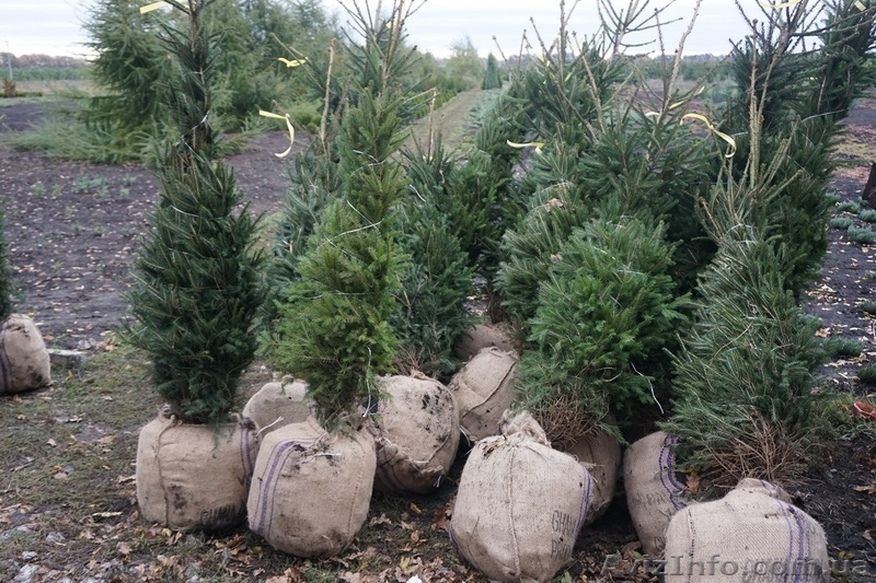  Продам ель обыкновенную Крупномер - <ro>Изображение</ro><ru>Изображение</ru> #9, <ru>Объявление</ru> #1523661