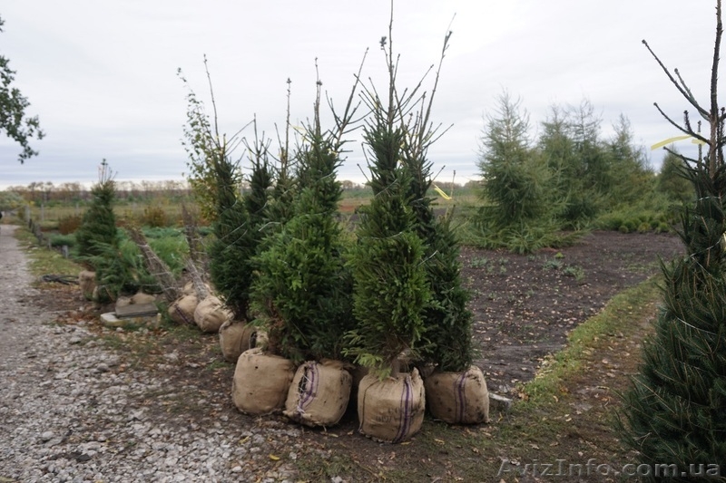 Продам ель обыкновенную Крупномер - <ro>Изображение</ro><ru>Изображение</ru> #10, <ru>Объявление</ru> #1523661